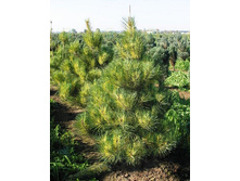 ����� ������������ 100-130�� 700�