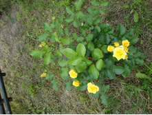 ���� ������. �����.