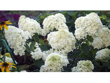 ������ �����