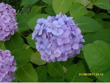 SDC11749.JPG