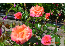 ���������� ����������