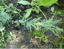 ����������� 044.jpg ���������