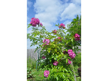 ��������� ���