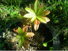 ����������� ����������� Cannon`s Double.JPG