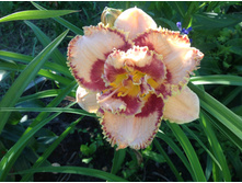 �������� �����