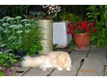 ������� ������, � ���������))