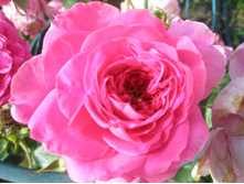 ������� �� �������?.JPG