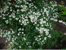 ��� 1001 ����