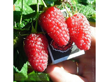 ������ ���������, 120���..jpg