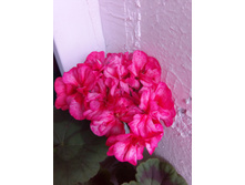 IMG 20170618 085953.jpg