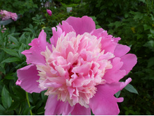 ����������� 058.jpg