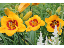 �������� ����� ��.JPG