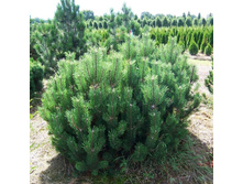 ���� ������ �������|Pinus mugo var.mughus  20-25��   �3 -200�