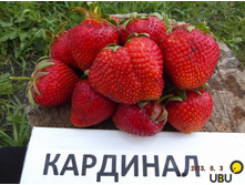 ��������� ��������, 50���..JPG