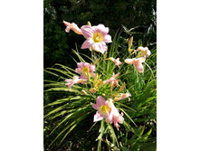 20-110��� ��������.jpg