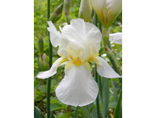 ��� �������