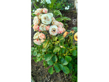 IMG 20170812 191921 HDR.jpg