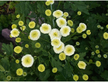 ���������� ��� ���������� �������