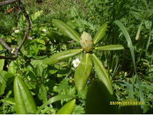SDC11594.JPG