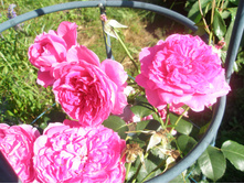 ������� �� �������?.JPG