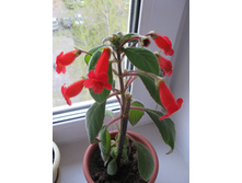 ������� �������.JPG