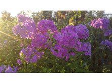 ����� �������