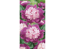 ���� ���� �����.jpg