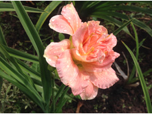 �������� ����� �����