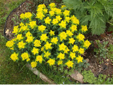 ��� �������.jpg