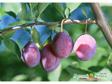 ������� �����:)