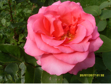 SDC11731.JPG