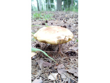 IMG 20170730 134603.jpg