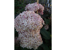 ��������� ���� ��������