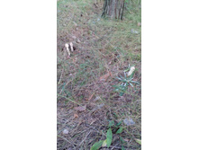 IMG 20170820 174427.jpg