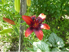 ����������� 080.jpg