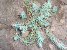 ������ ���������.JPG