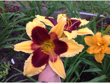 ������� ������ ����