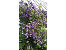 IMG 20170818 085238.jpg