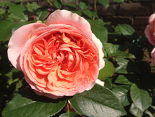 ���� Chipenndeil