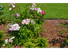 ��������� ����� ���� �������.