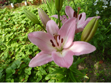 ����������� 096.jpg