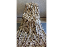 ���� ����� ������������