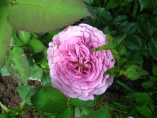 IMG 5361.JPG