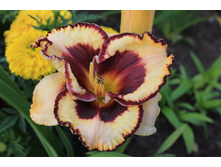 ���� ��� ���.JPG