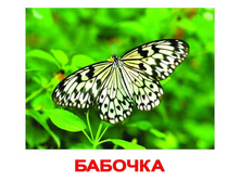 �������� �������� “���������” �������: 0300 - 145 ���.