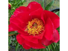 �����(���)