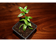 Jeanna Katzenstein.JPG