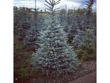 180-200 ������. 12500�