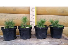 ����� ��������� �������� (����) 15-20�� �3 -400�