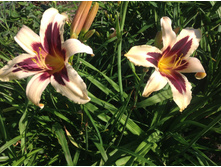 ����� ������